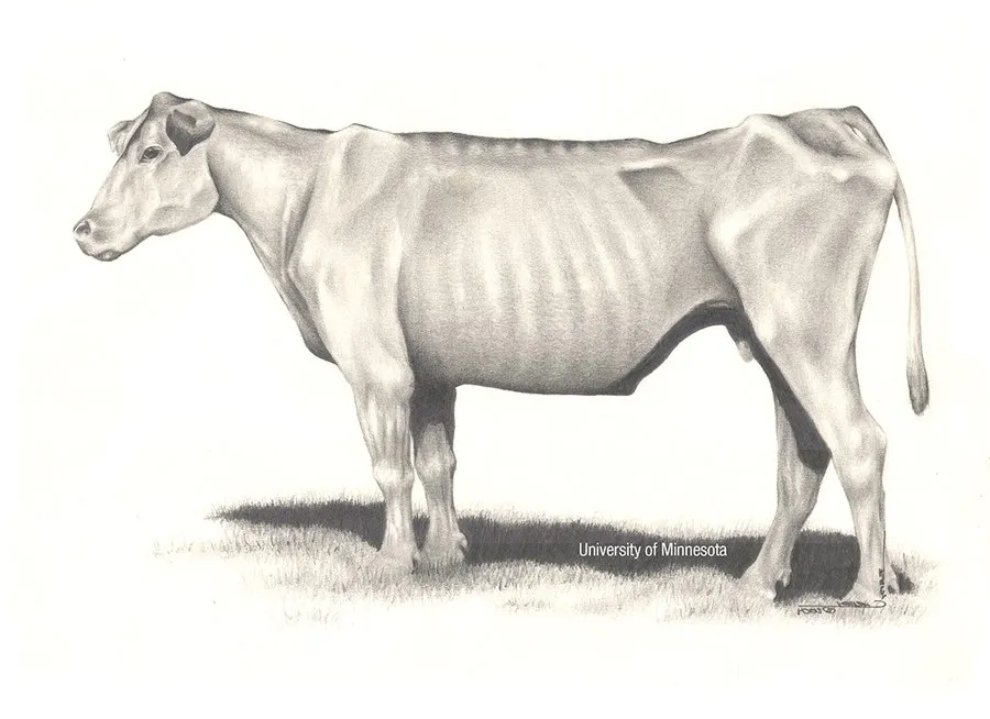 BCS 1 &ndash; Emaciated_Univ Minnesota.png